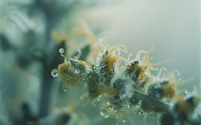 «Tricomas Opacos en la Marihuana: Significado e Interpretación de su Apariencia»
