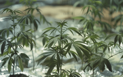 «Cultivo Hidropónico de Marihuana CBD: Explorando su Proceso y Beneficios»