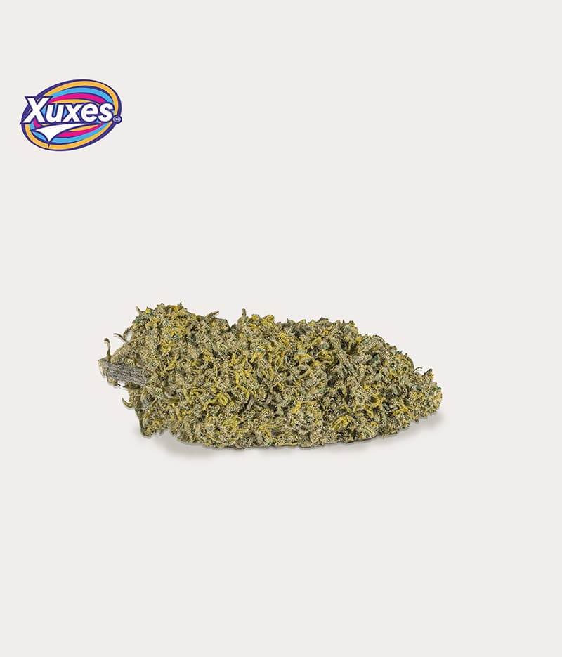 PACK XUXES CBD