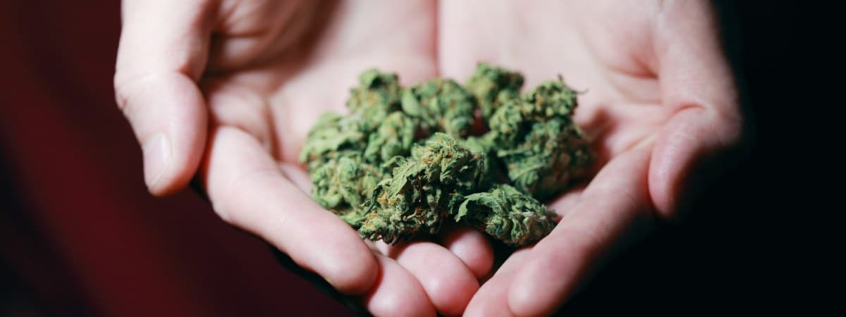 cbd cogollos