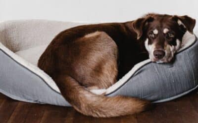 CBD para perros: beneficios y tratamientos