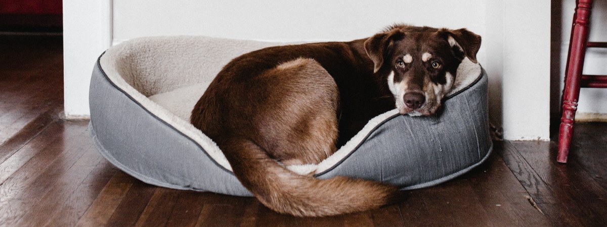 perro mascota