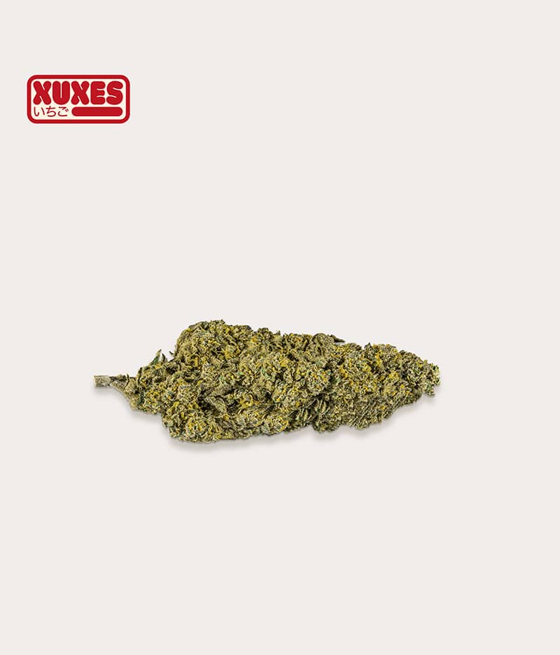 PACK XUXES CBD